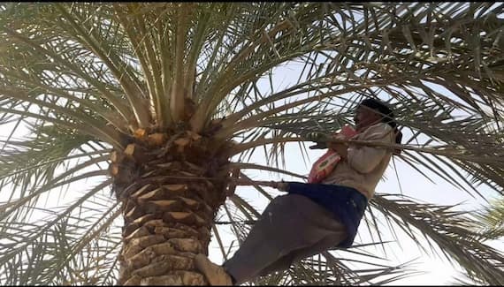 تصویر 5 از قیمت خریددستگاه گرده افشانی خرما عمده به صرفه و ارزان